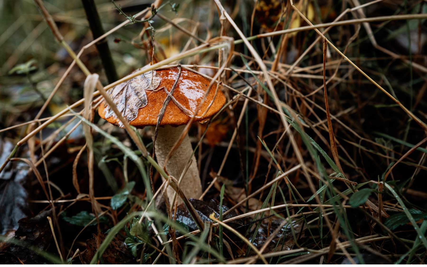 Mushroom