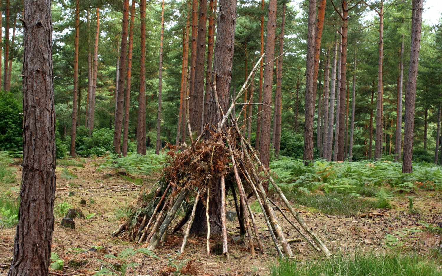 Building Shelter 