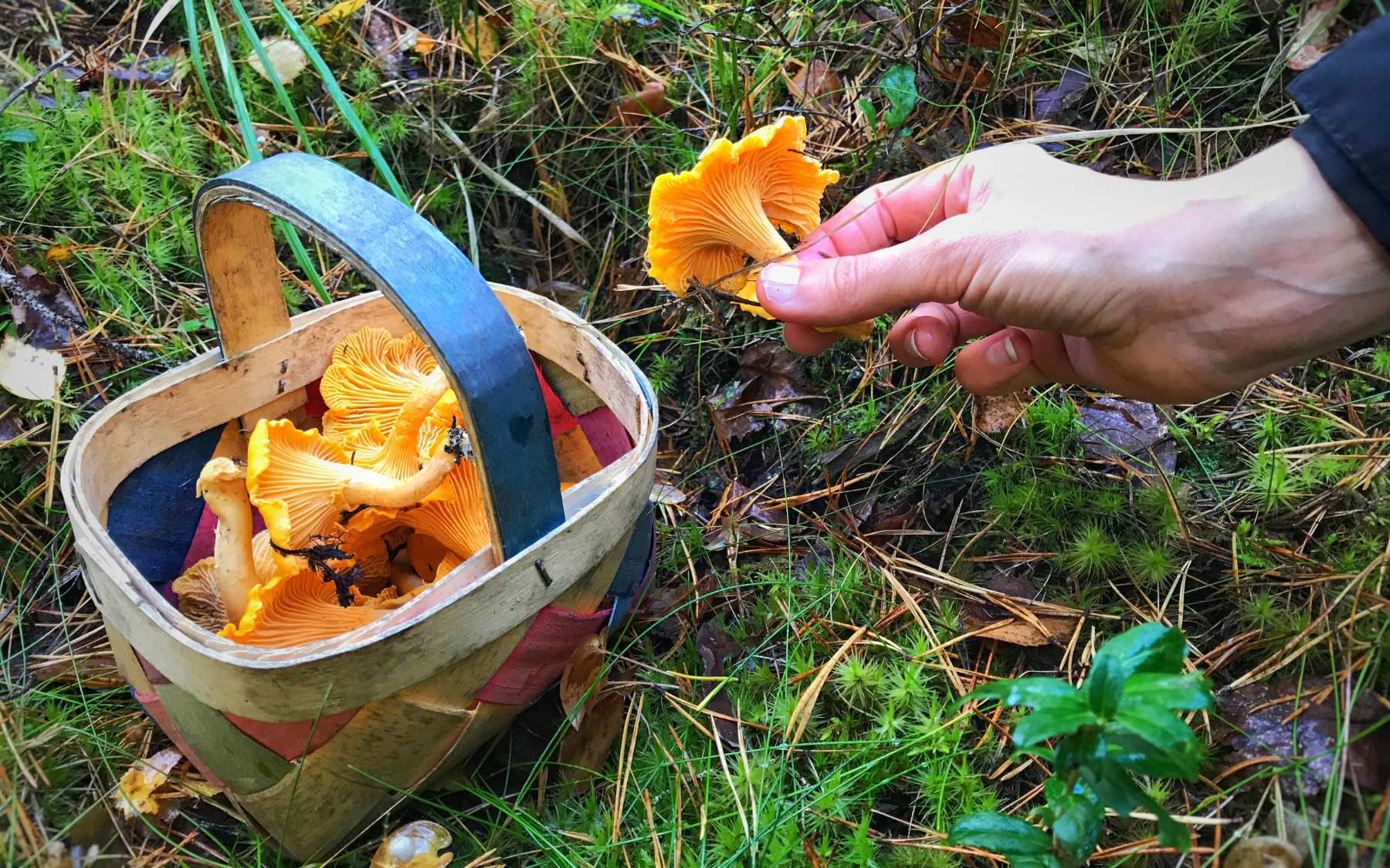 Mushroom picking