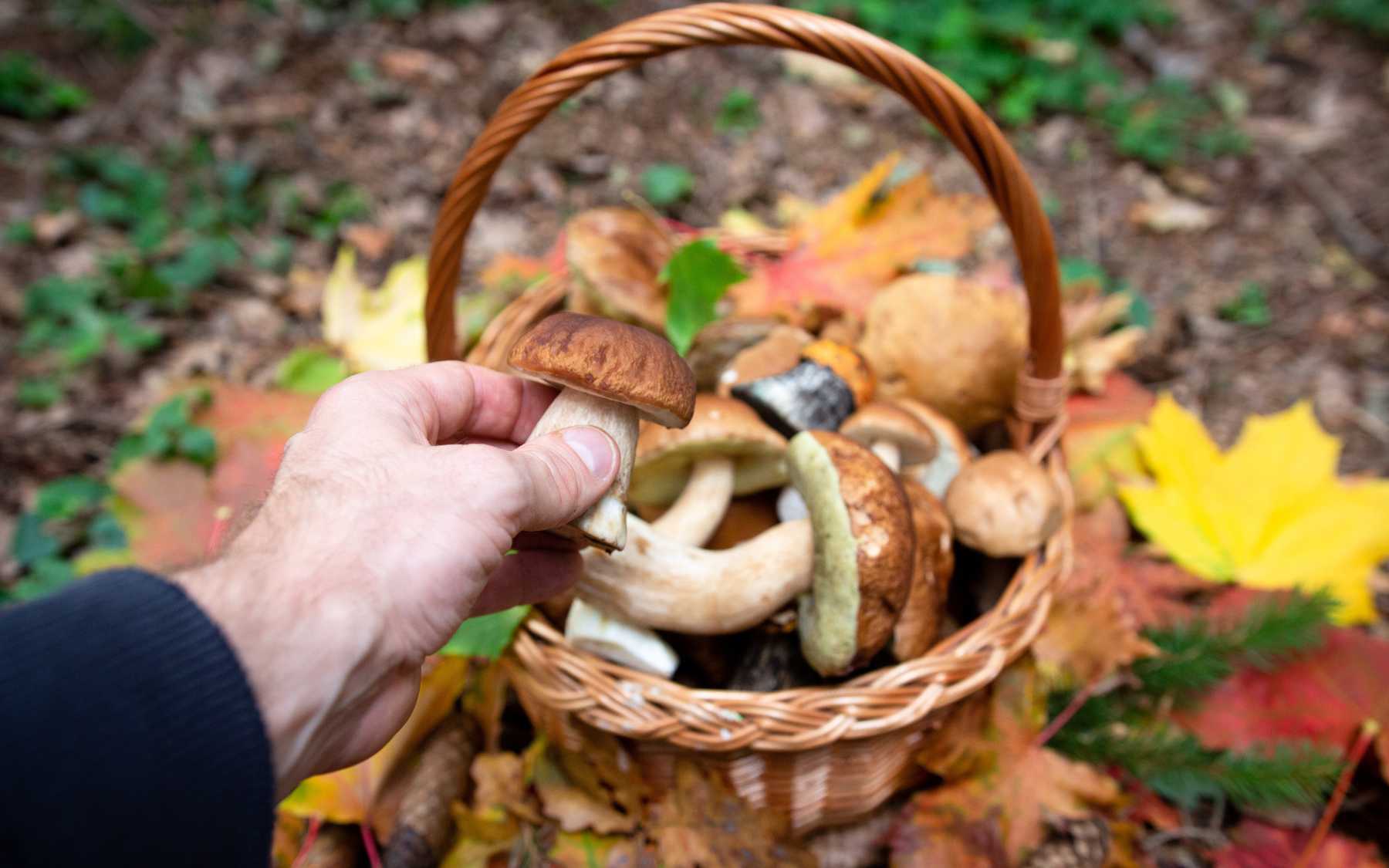 Mushrooming
