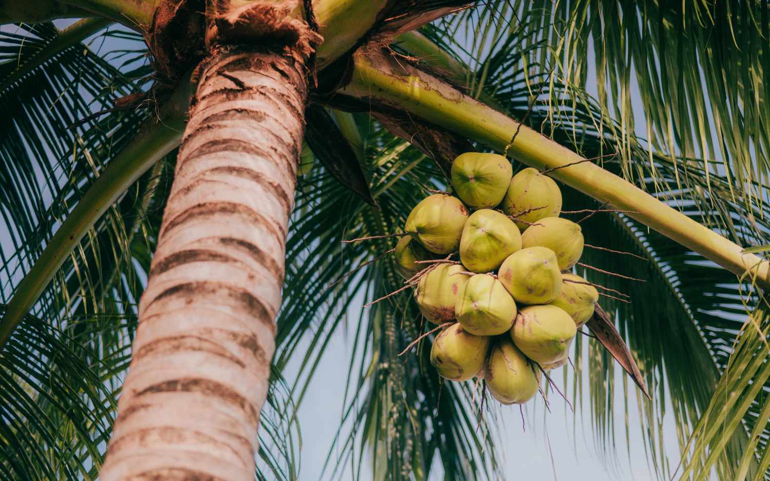 Food in Tropical and Subtropical Regions 