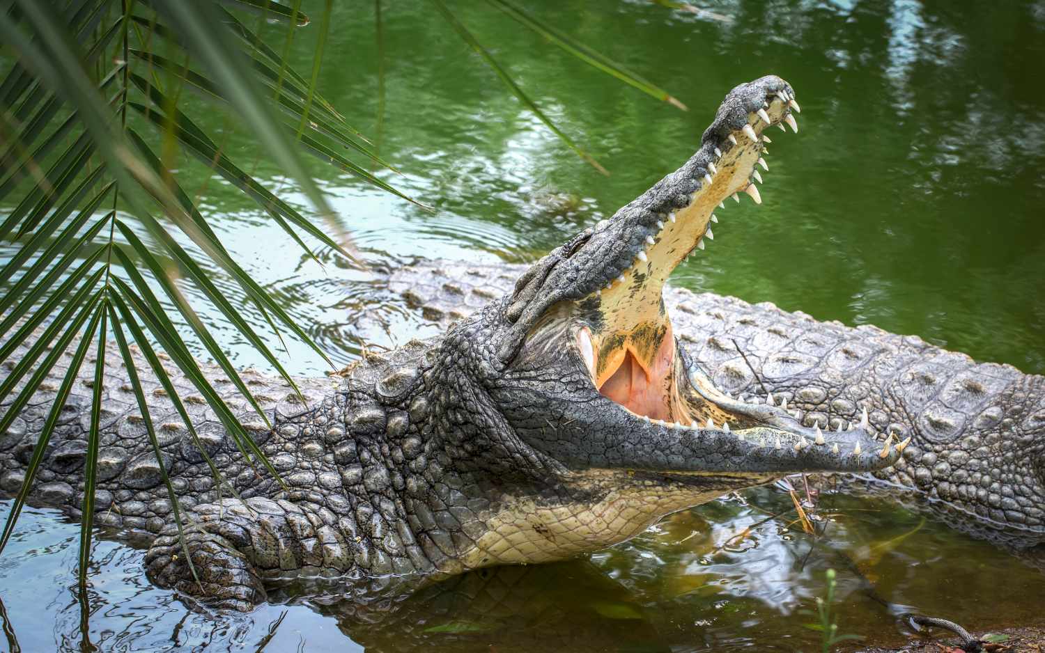 Dealing with Flora and Fauna