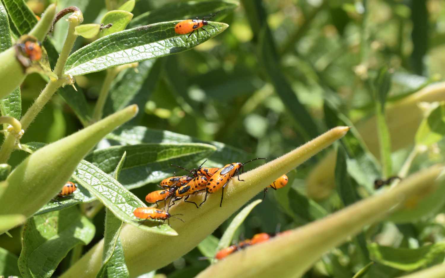 Handling Tropical Diseases and Parasites 