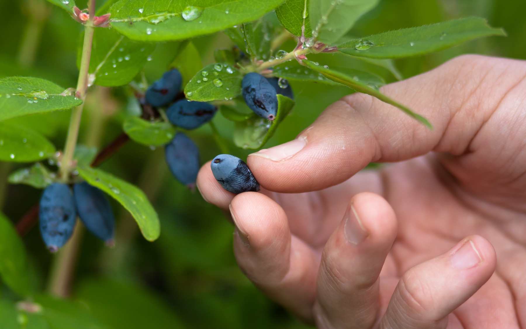 Food Sources from Nature