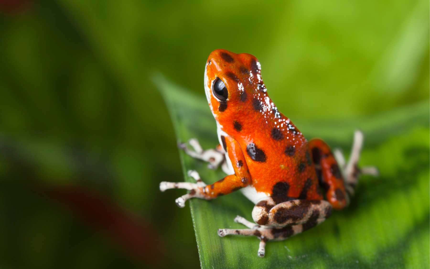 Avoiding Poisonous Animals